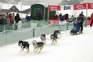 Schlittenhunderennen Schlittenhunderennen