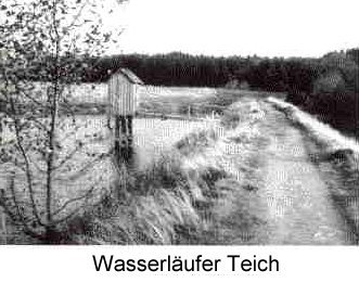 Wasserlaeufer