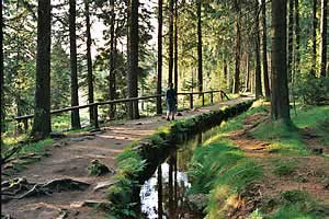 Abbegraben am Rande des Gro&szlig;en Torfhausmoors